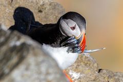 Puffins 3