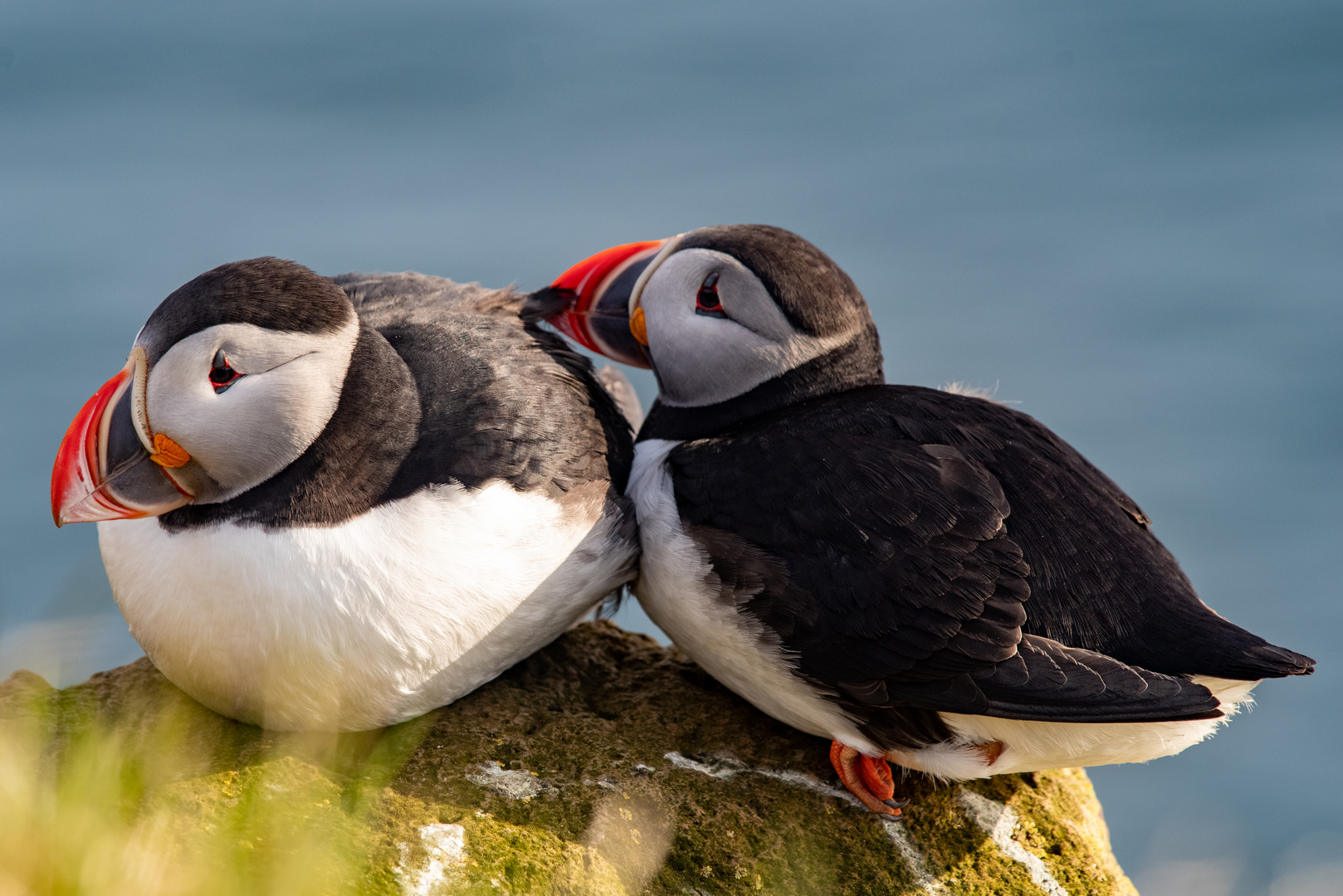 Puffins