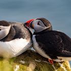 Puffins