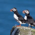 Puffins