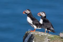 Puffins