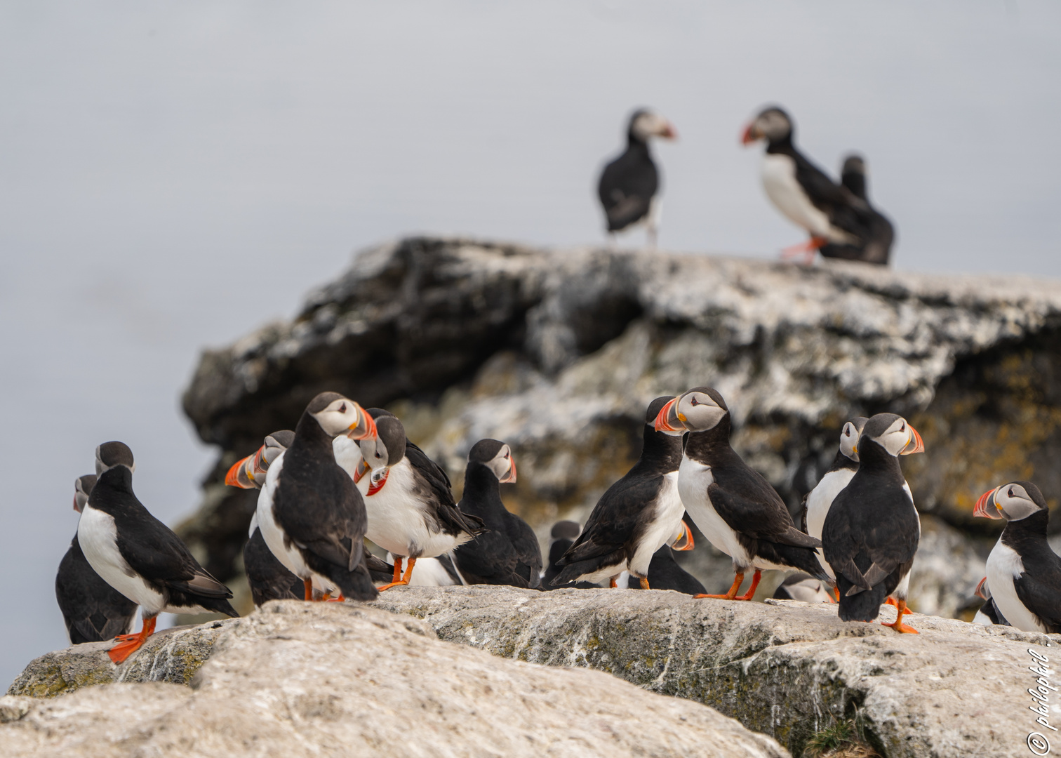 Puffins