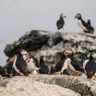 Puffins