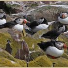 puffins 4 on inner farne