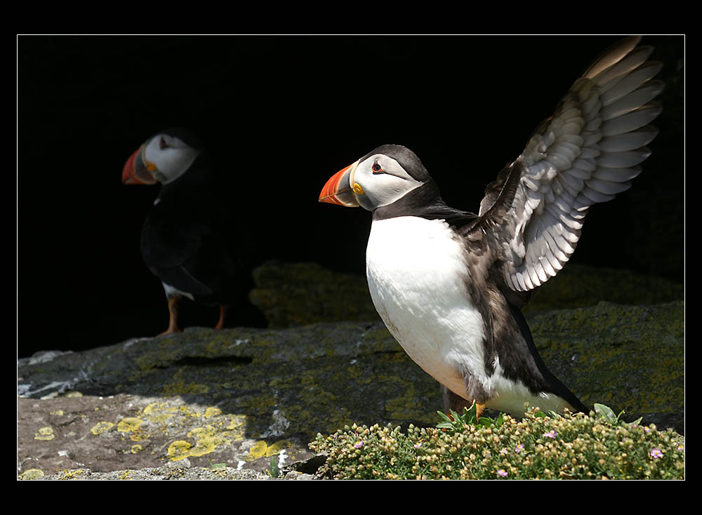 Puffins