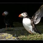 Puffins