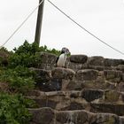 Puffins