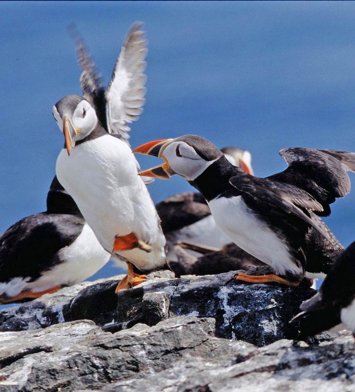 puffins