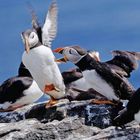 puffins