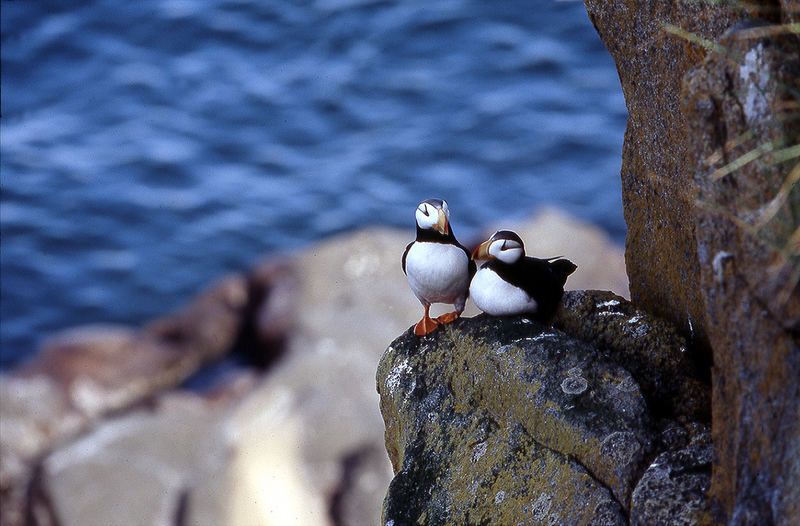 Puffins