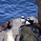 Puffins