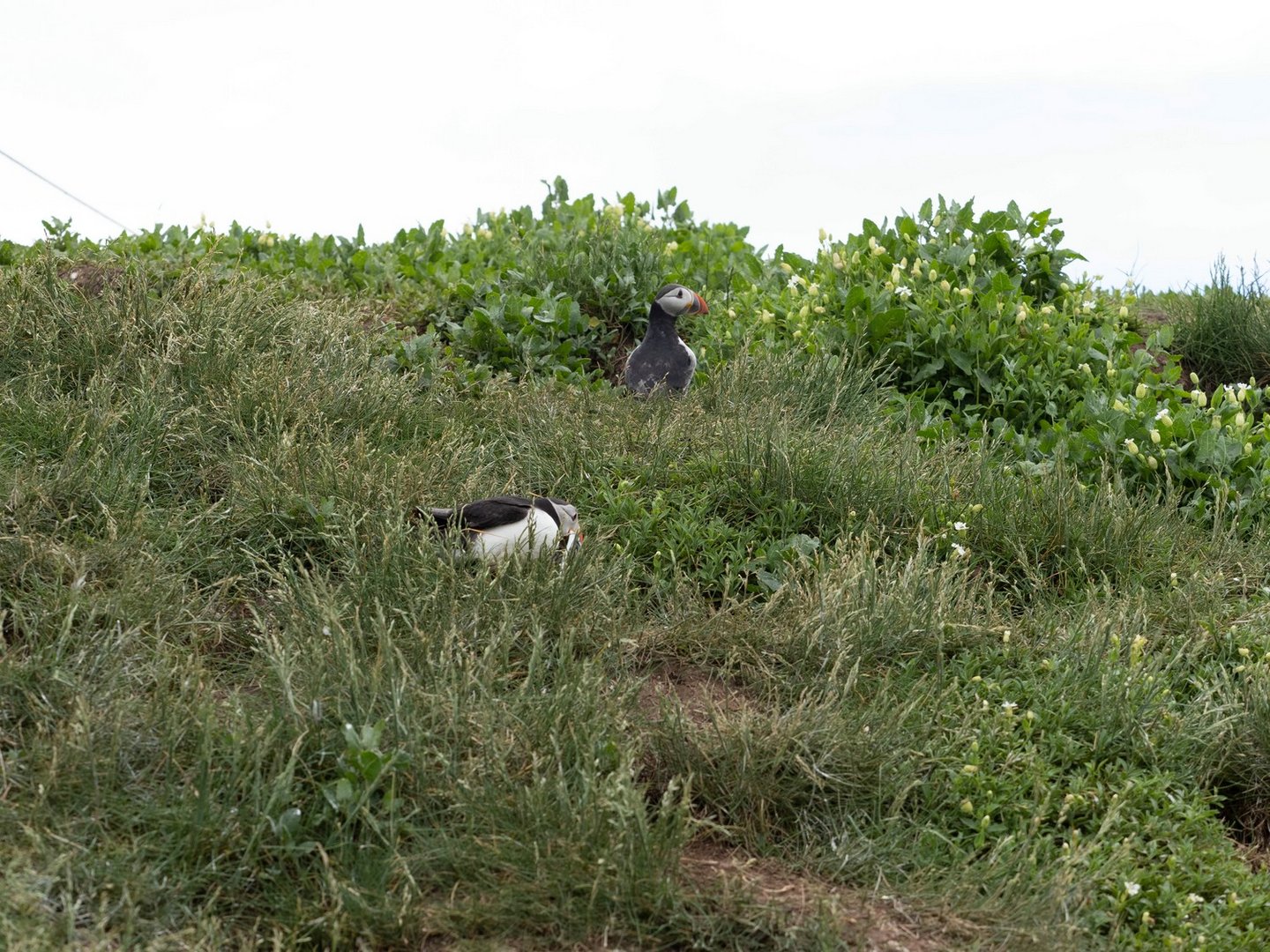 Puffins