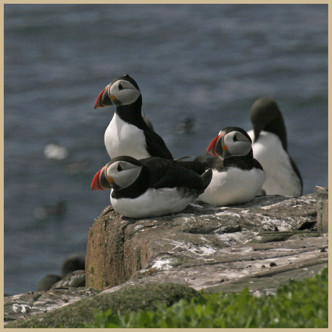 puffins 5