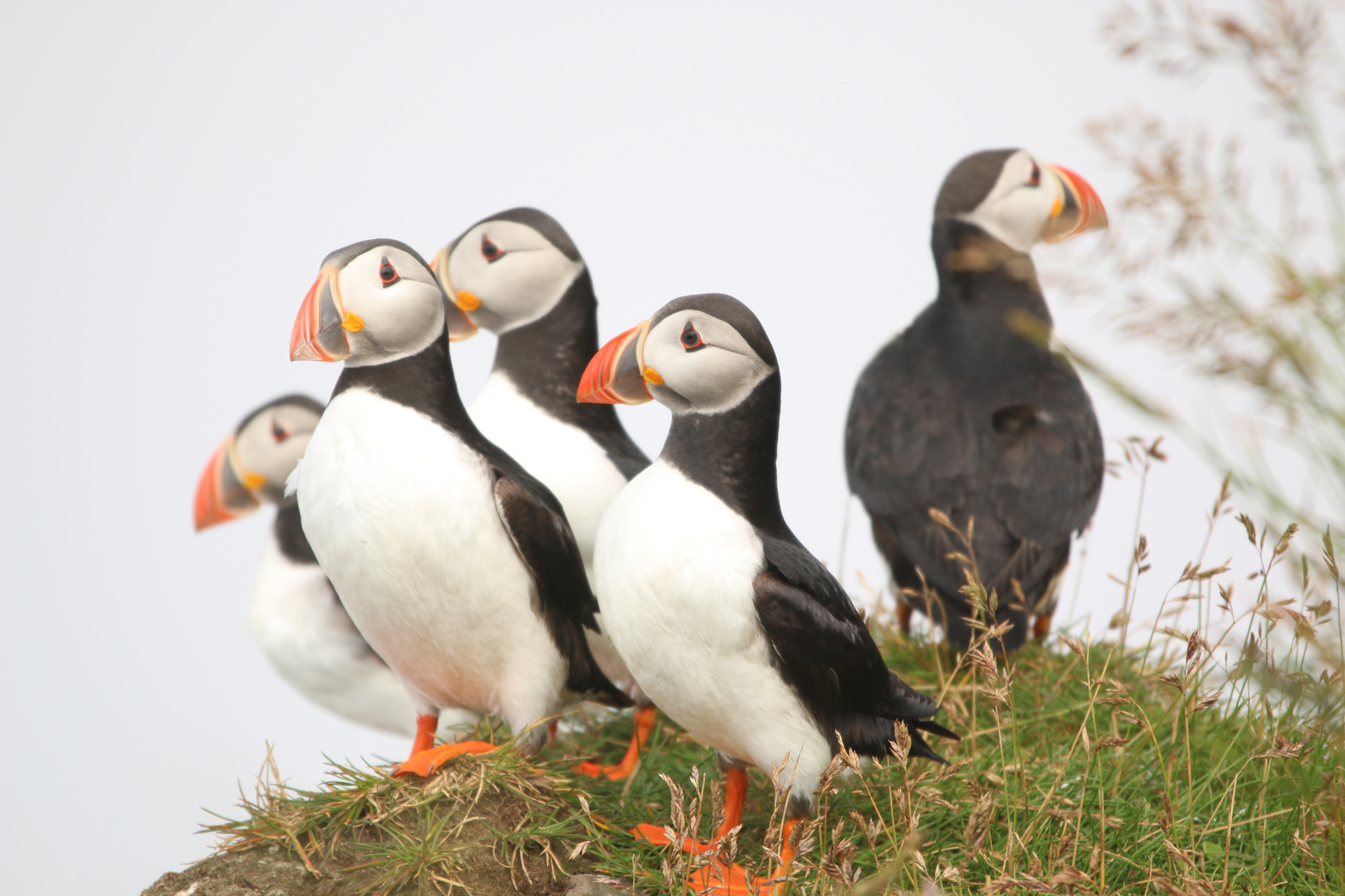 Puffins