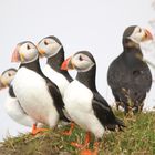 Puffins