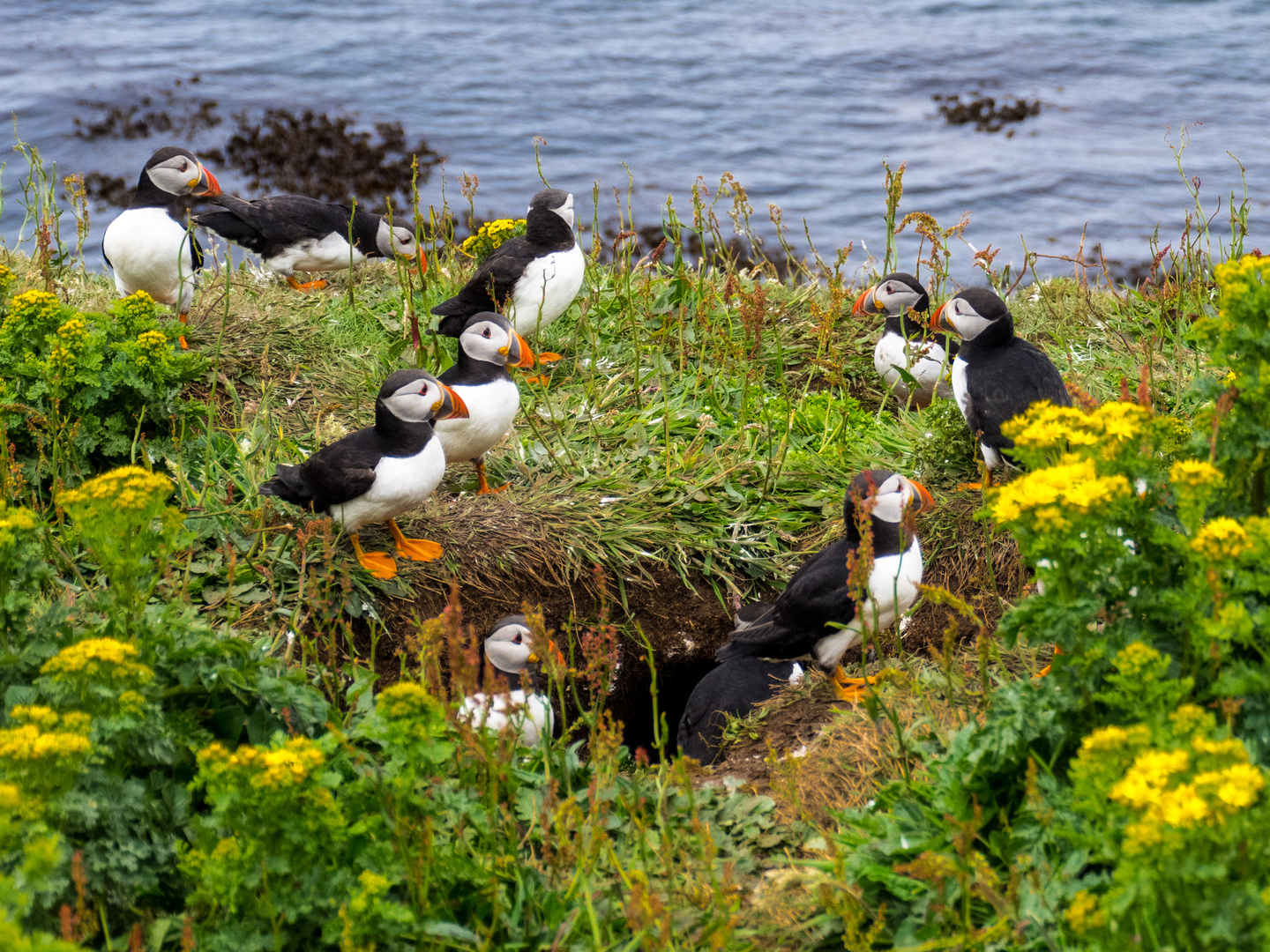 Puffins