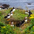 Puffins