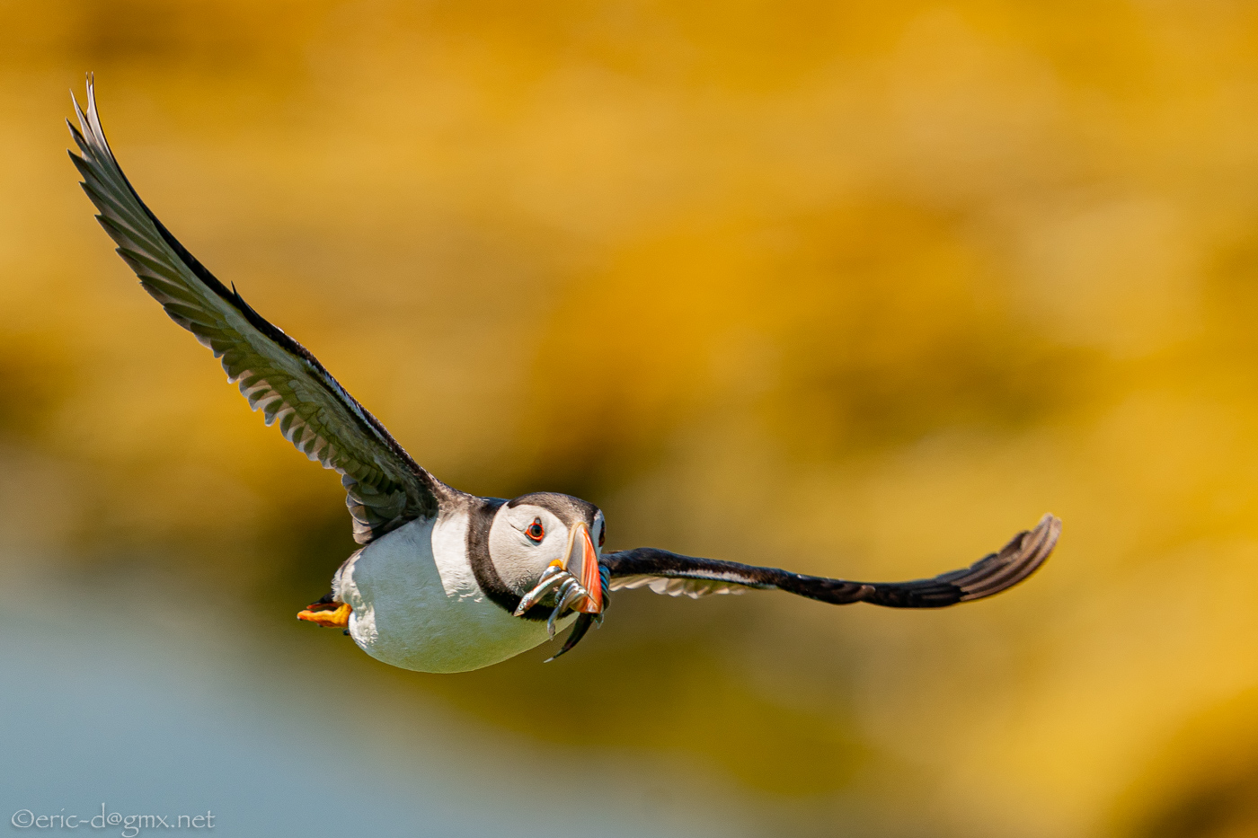 Puffins