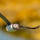 Puffins