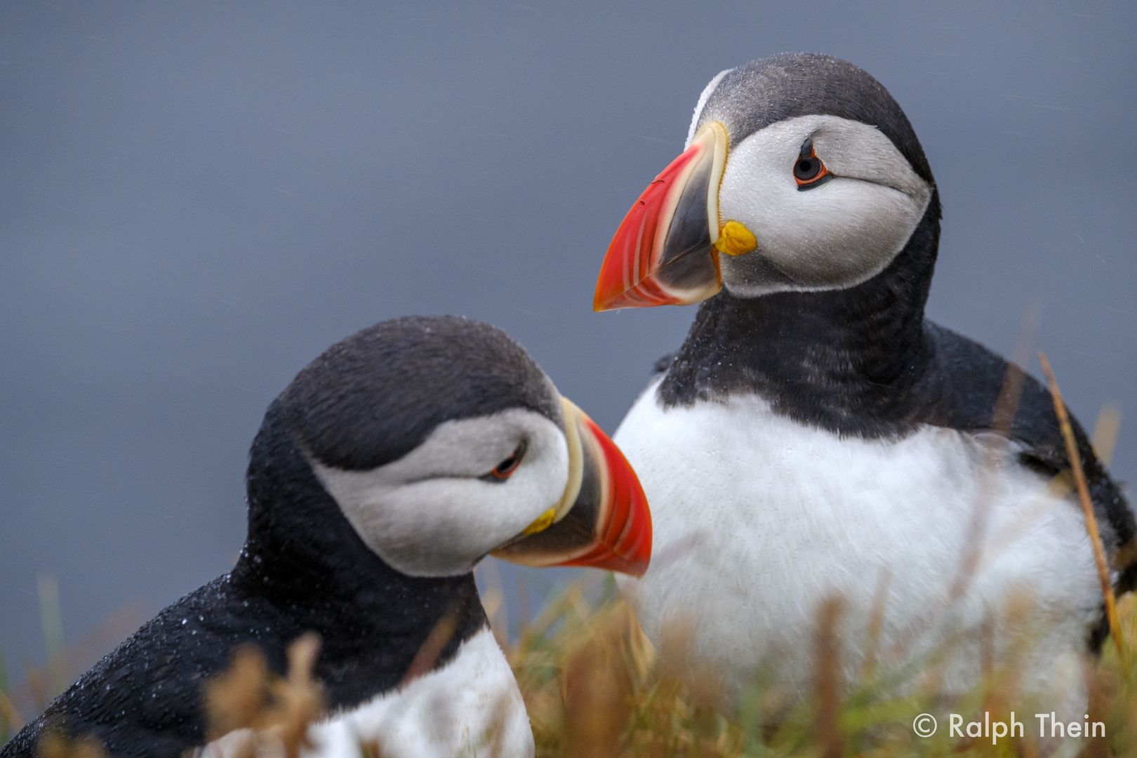 Puffins