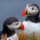 Puffins