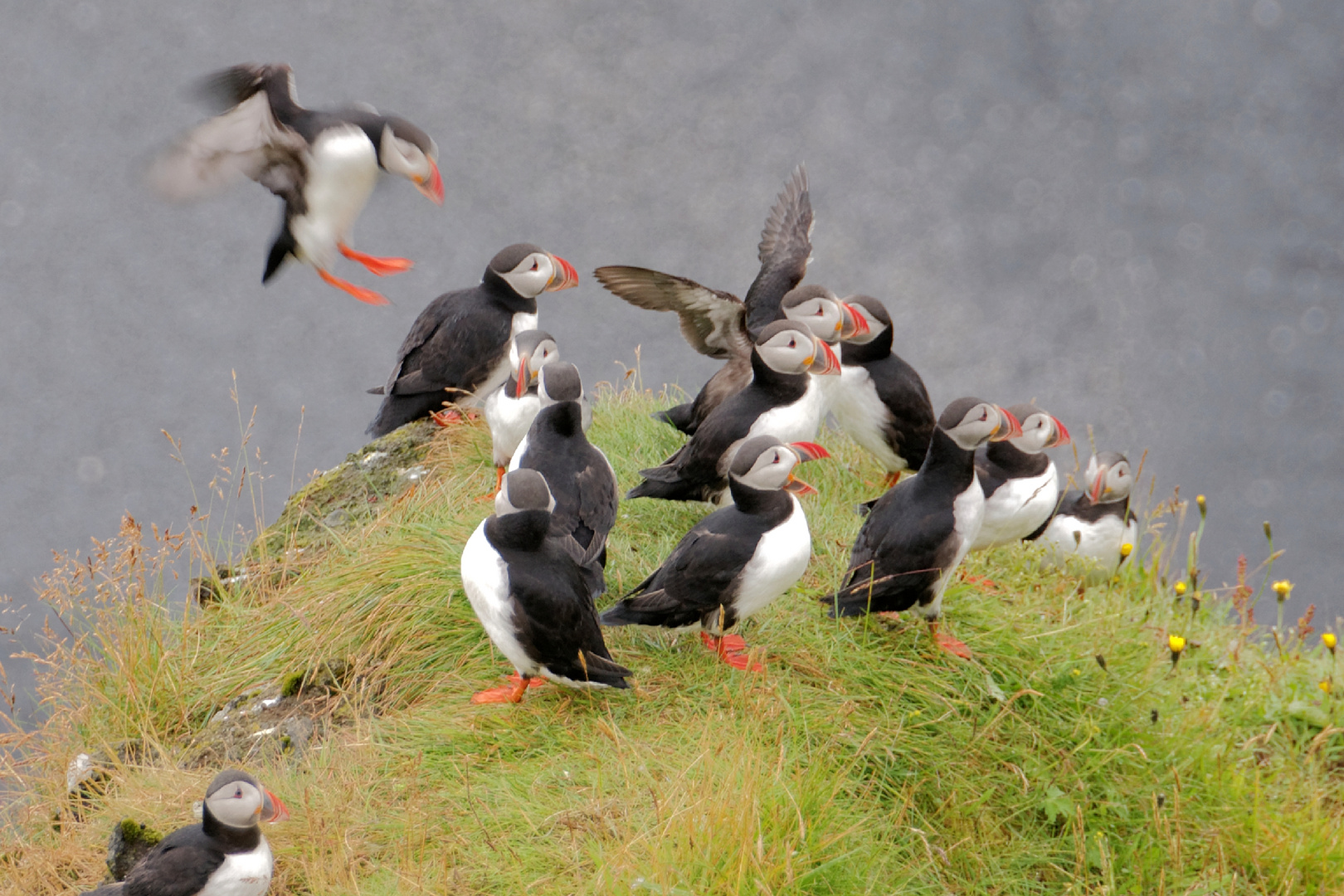 Puffins