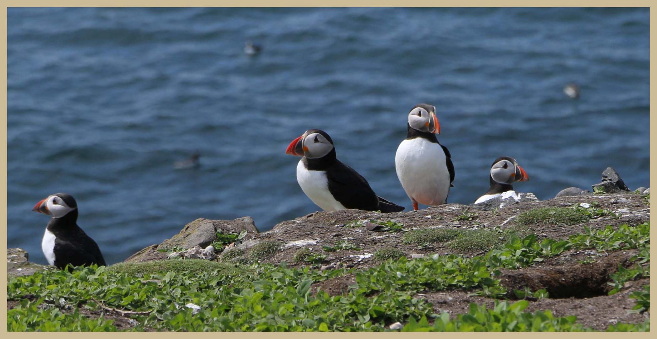 puffins 7 on inner farne