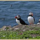 puffins 7 on inner farne