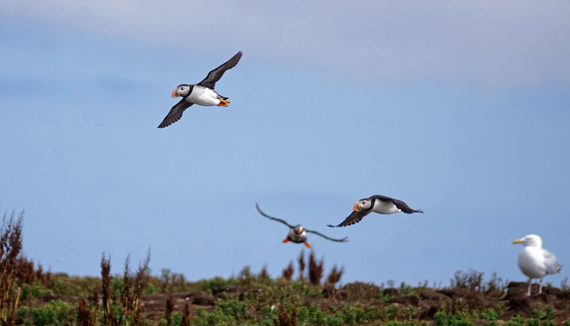 Puffins