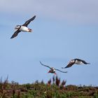 Puffins