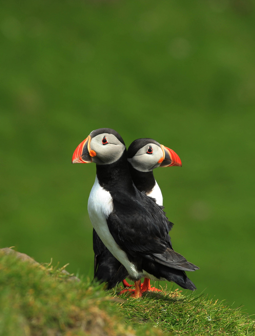 Puffins