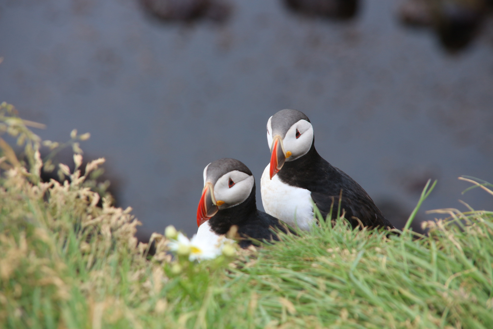 Puffins