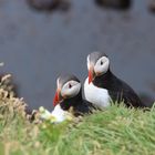 Puffins