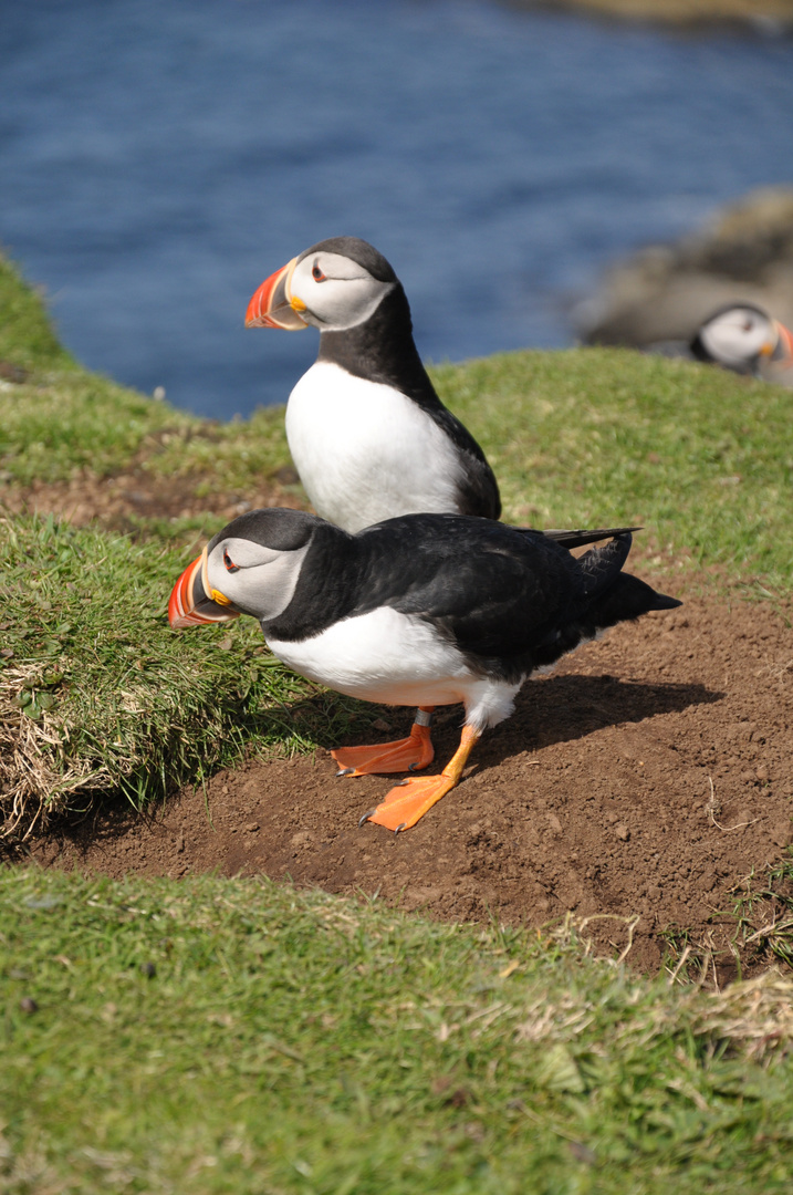 Puffins