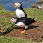 Puffins