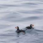 Puffins