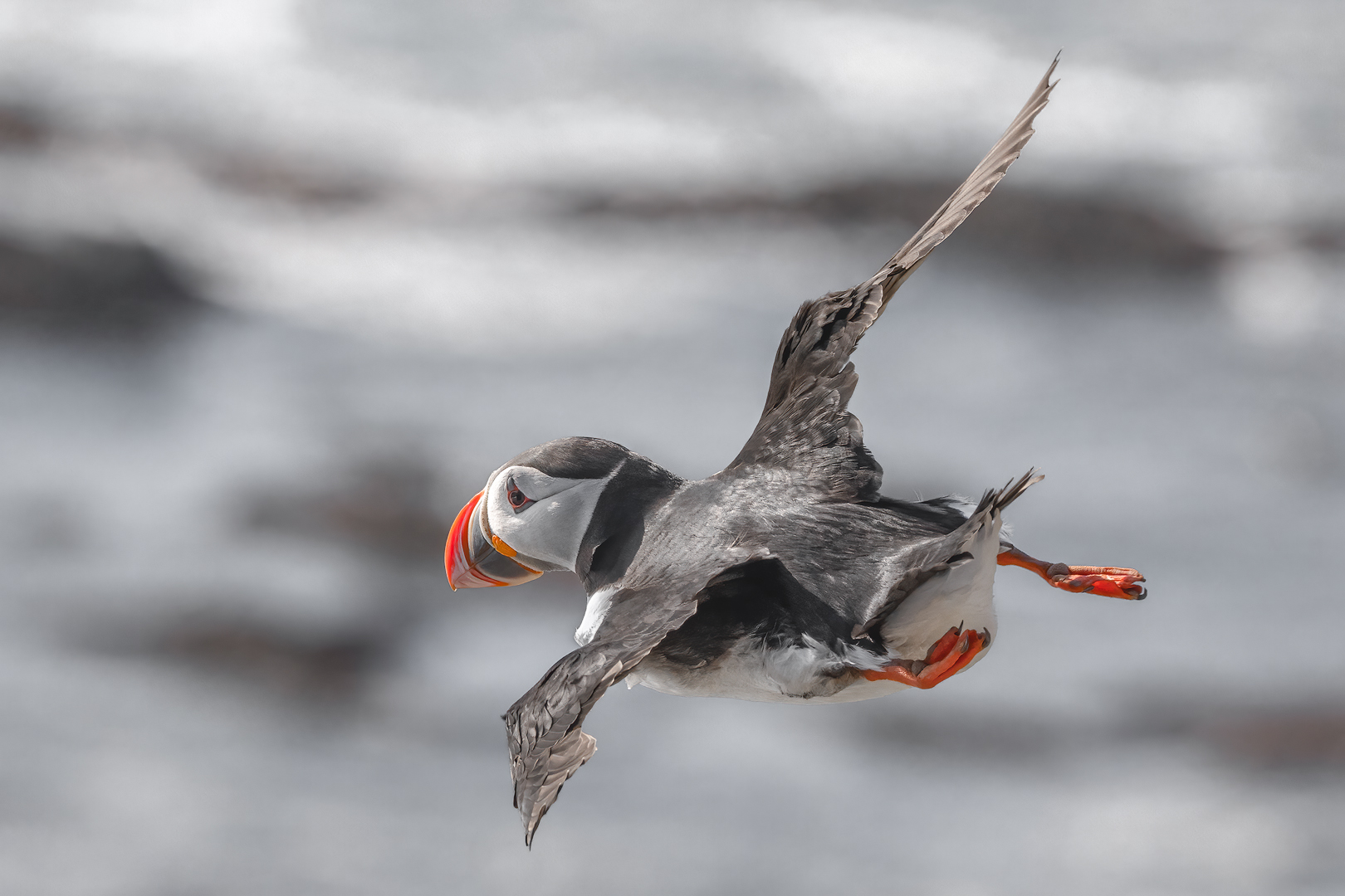 [ ... puffins are back ]