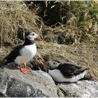 * Puffins at Dyrhólaey * . . . Iceland 28