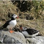 * Puffins at Dyrhólaey * . . . Iceland 28