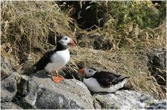 * Puffins at Dyrhólaey * . . . Iceland 28