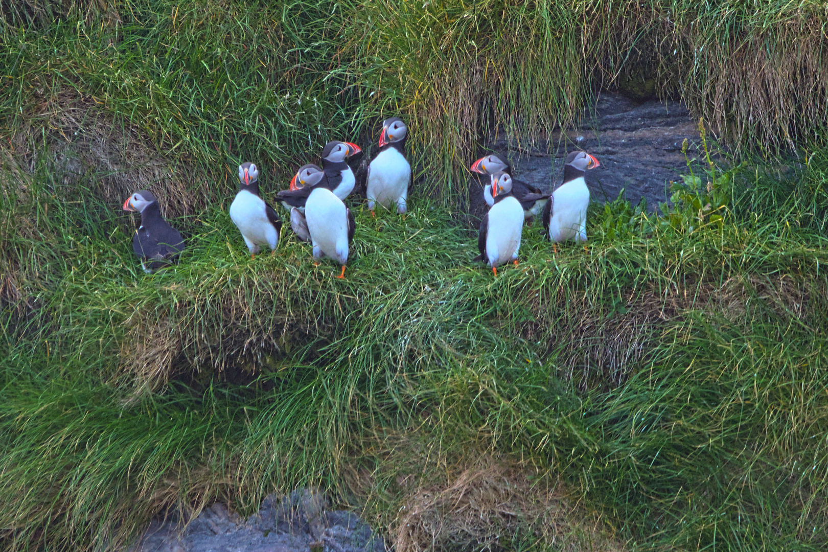 Puffins auf Bleiksøya