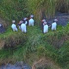 Puffins auf Bleiksøya