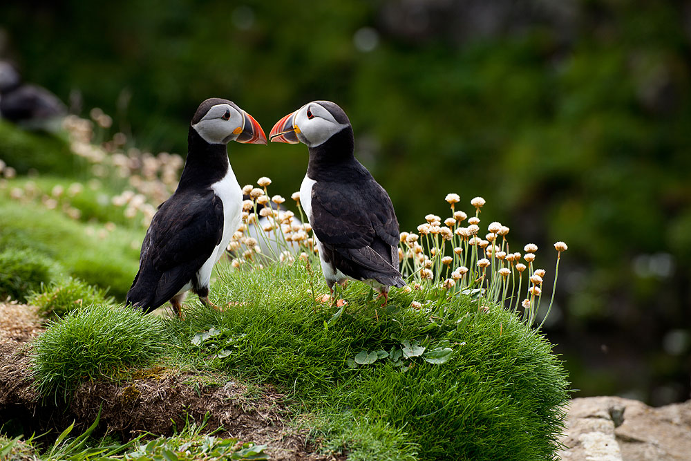 Puffins auf den Hebriden