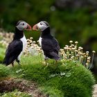 Puffins auf den Hebriden