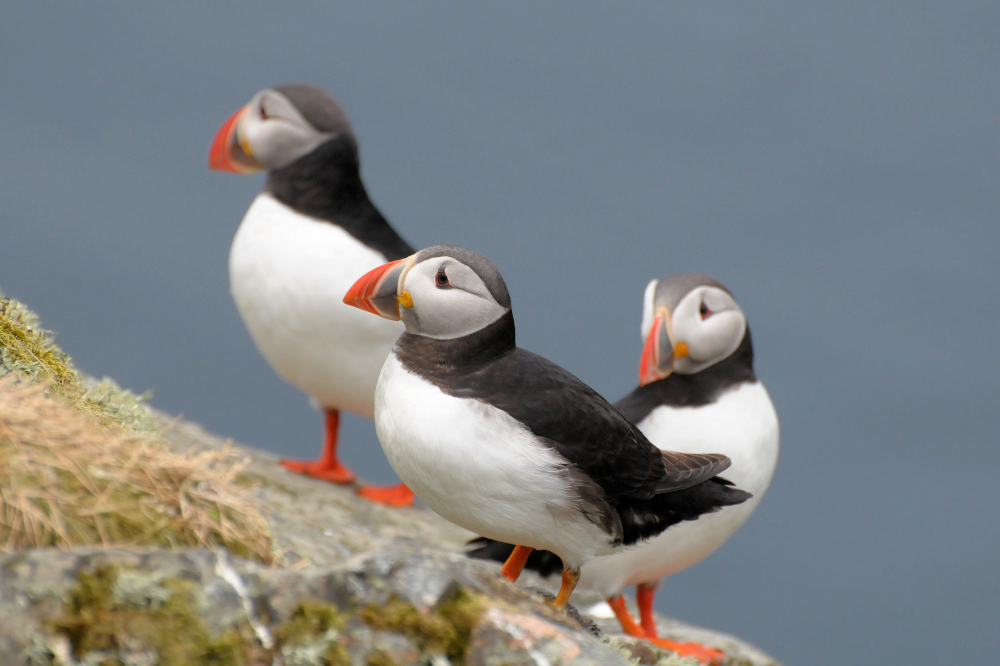 Puffins auf der Vogelinsel Runde 2