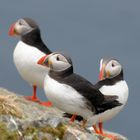 Puffins auf der Vogelinsel Runde 2