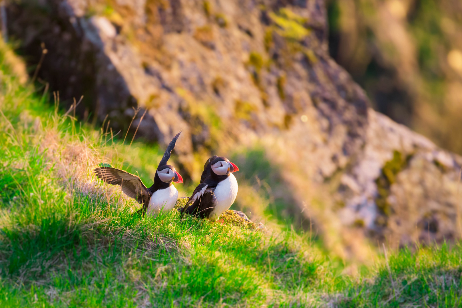 Puffins auf der Vogelinsel Runde