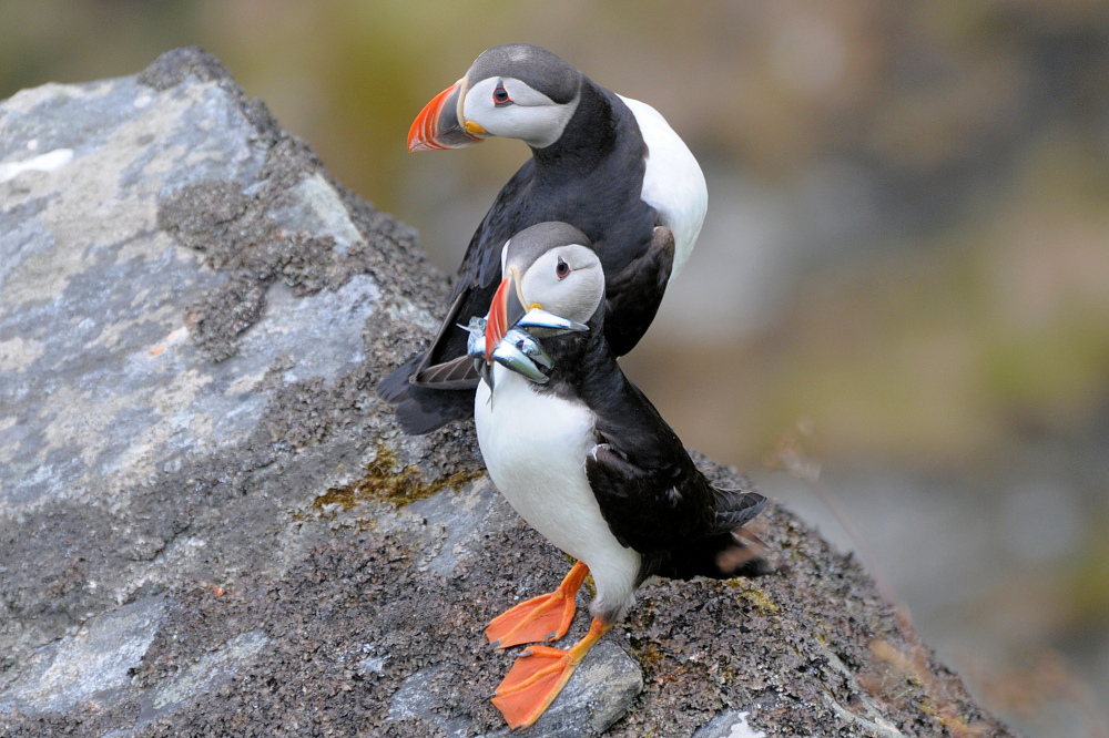 Puffins auf der Vogelinsel Runde