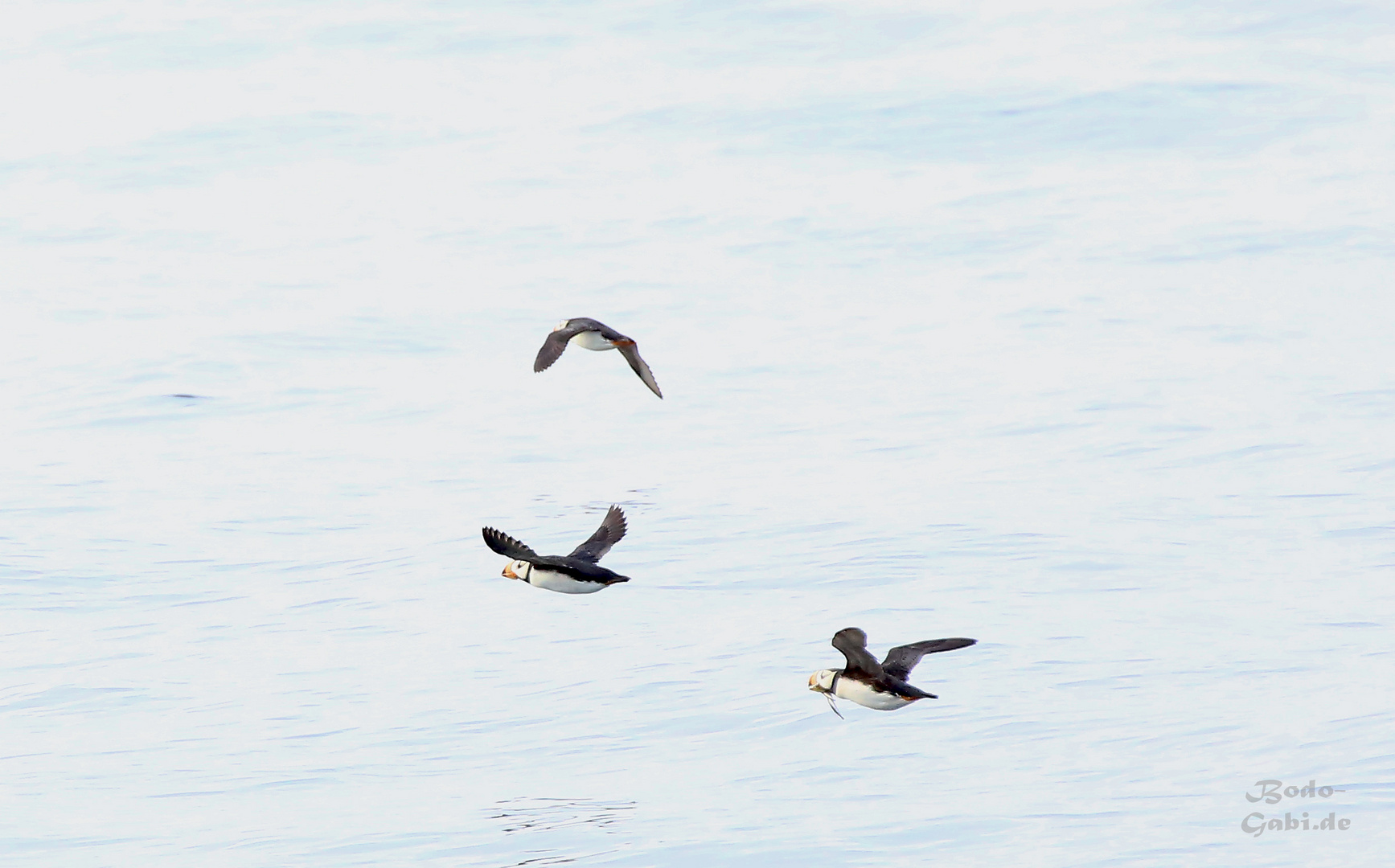 Puffins auf Fischfang