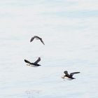 Puffins auf Fischfang